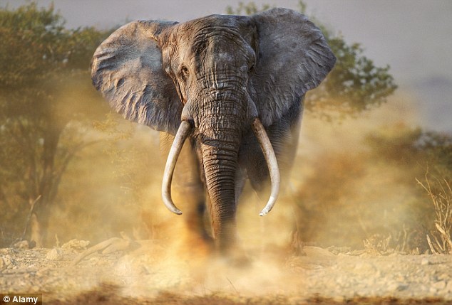 Elephant charging