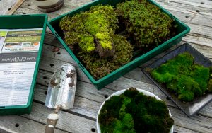 Growing little worlds: Collected moss