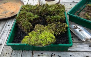 Growing little worlds: Planting the little world