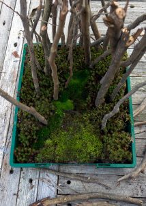 Growing little worlds: Planting trees