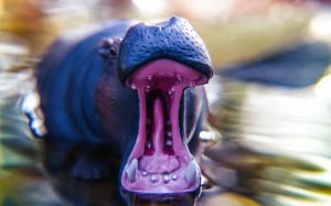 Taking on Tips: Q. What's the sweariest animal in the world? A. The hippo-potty-mouth