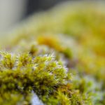 Wall moss
