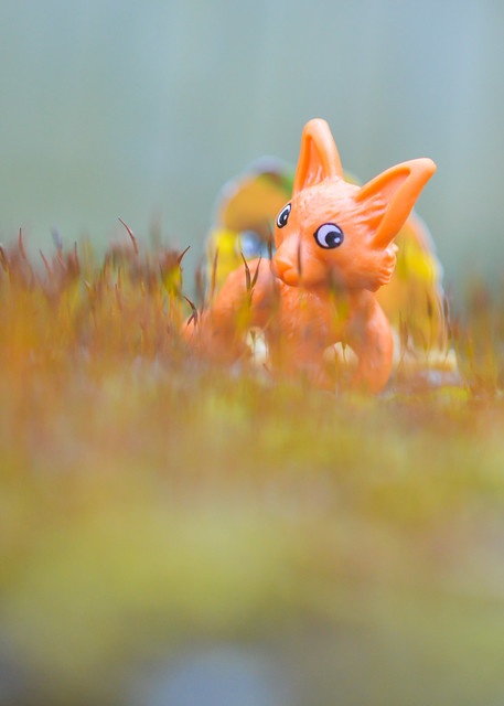 Toy fox