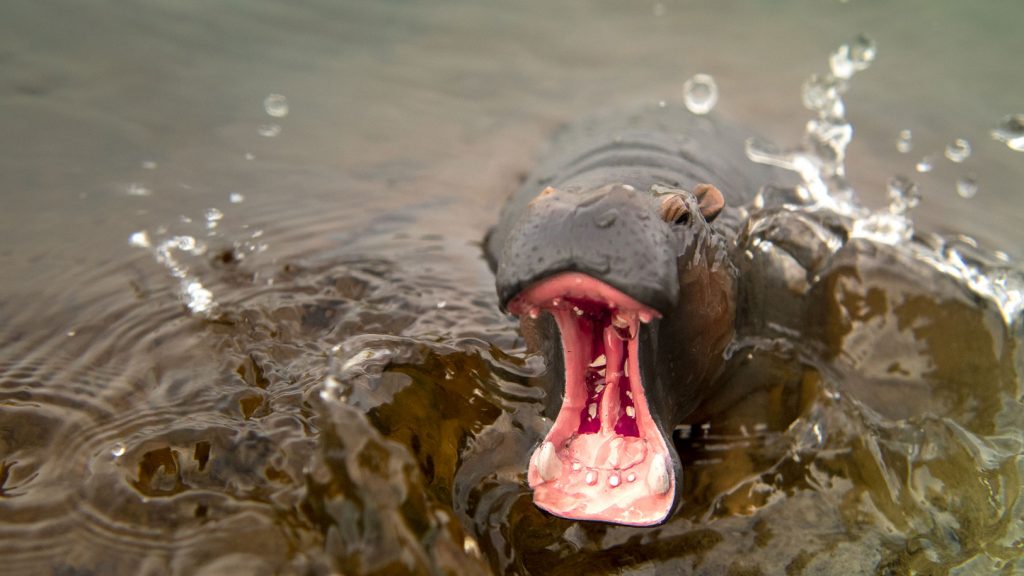 Water: Hungry, hungry hippo