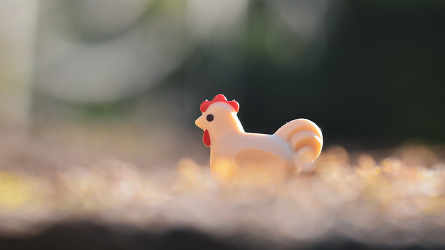 A toy chicken