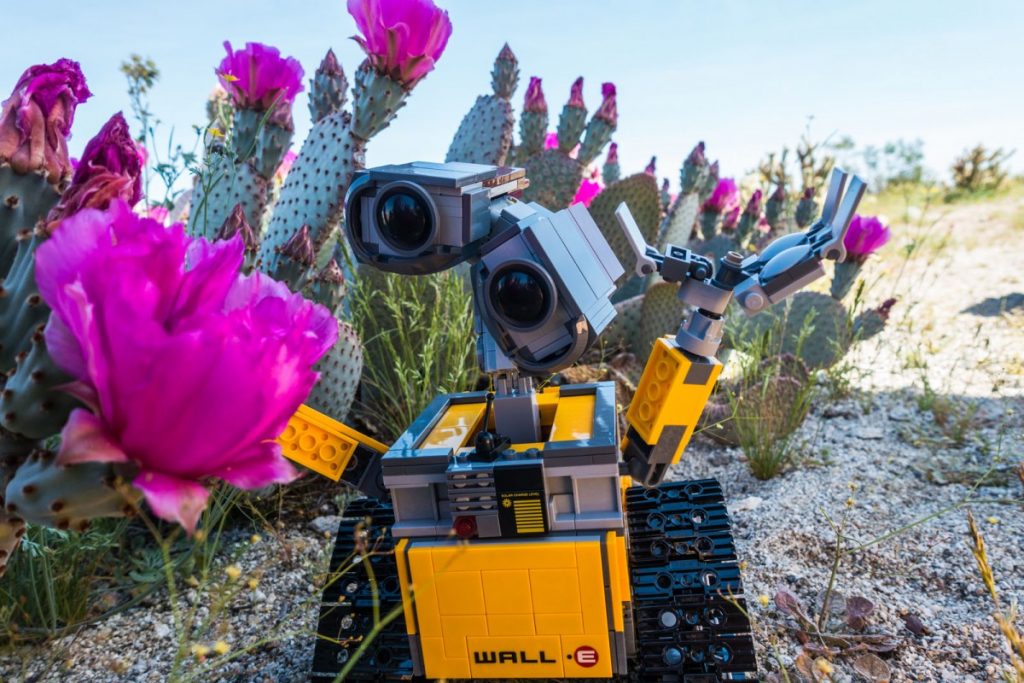 LEGO Wall-E investigating wildflowers in the Anza-Borrego desert in Southern California