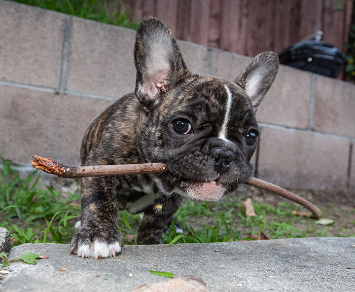 French Bulldog Puppy with stick in mouth. 