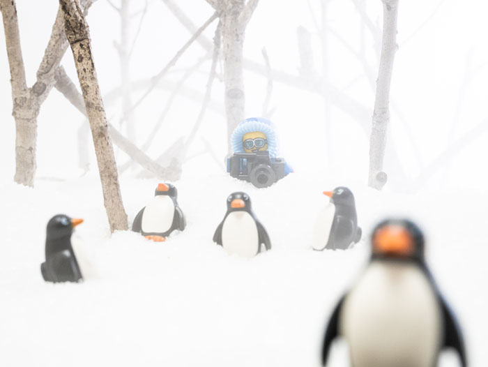 A fun, high-key look. Nature photographer pursuing penguins.