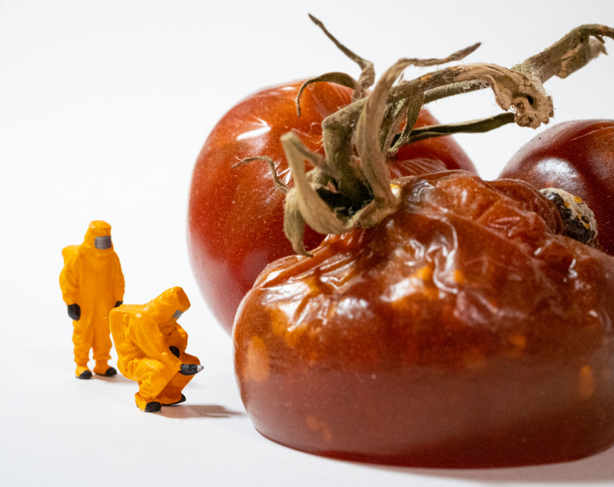 HO scale HAZMAT operators inspecting the rotten tomatoes.