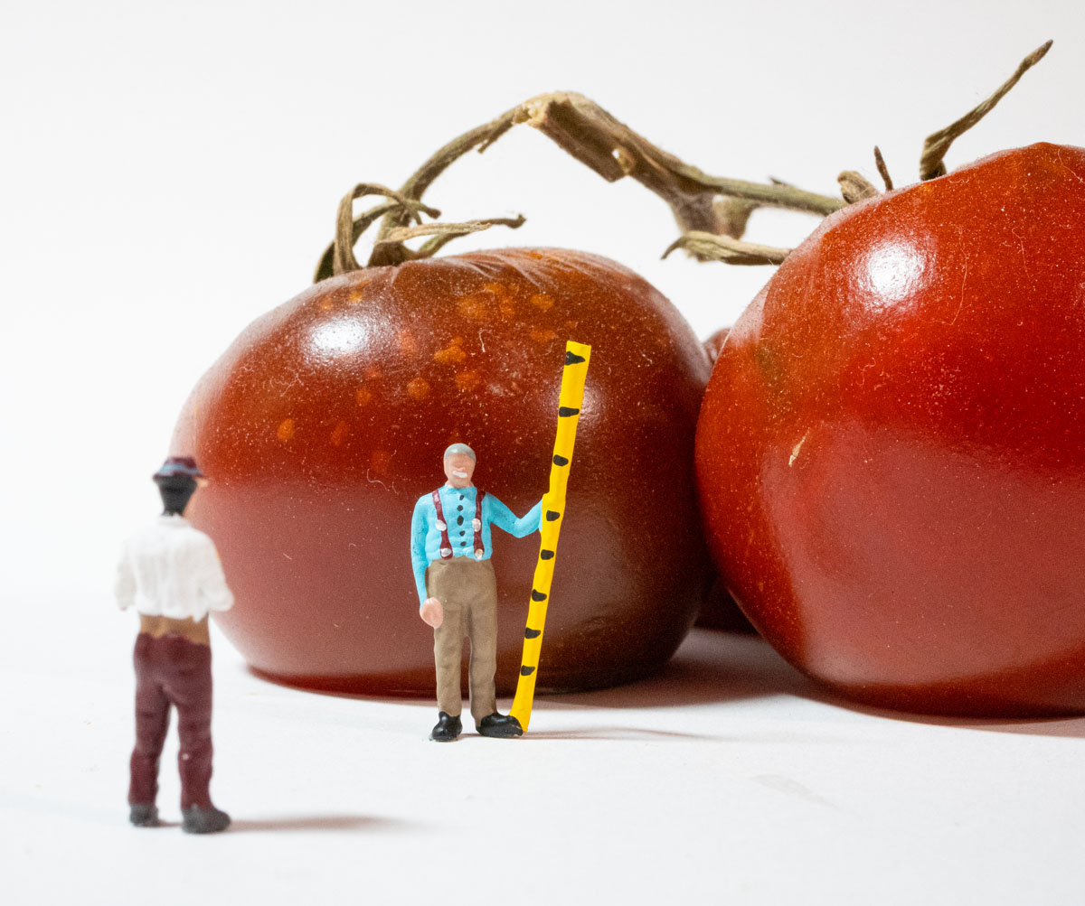 HO scale survey team measuring the rotten tomatoes