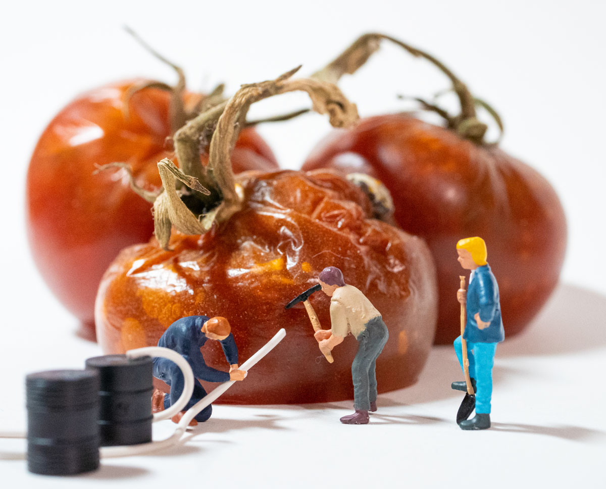 HO scale workers harvesting rotten tomato juice