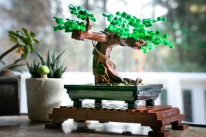 bonsai