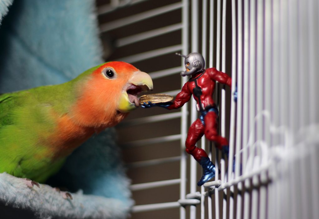 Ant-Man meets Bingo the lovebird