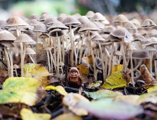 Fun with Fungi: Mushrooms and Toy Photography 