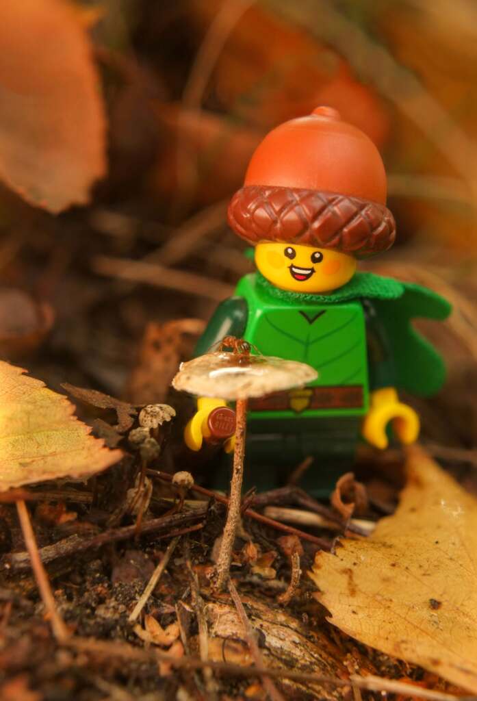Lego 22nd CMF series Forest Elf encountering various mishroooms and an ant.