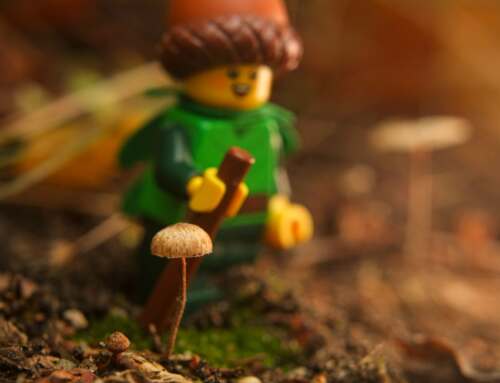 Fun with fungi! – a Six Image Narrative