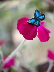 This image has an empty alt attribute; its file name is Butterfly-on-flower-macro-768x1024.jpg