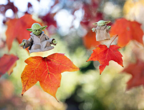 Fall Leaves and Toy Photography