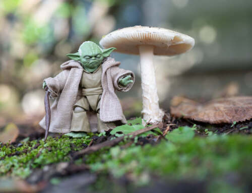 Fun with Fungi: Mushrooms and Toy Photography 
